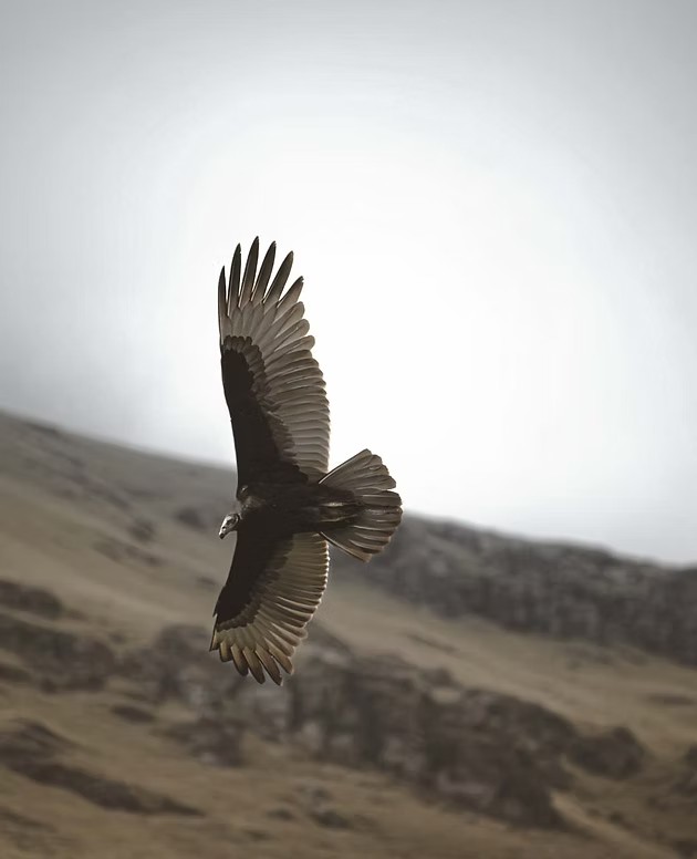 Condor des Andes en plein vol au-dessus du canyon du Colca - Graine de Voyageur