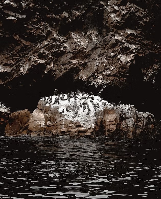 Colonie d'oiseaux marins sur un affleurement rocheux du Pacifique - îles Ballestas, Graine de Voyageur